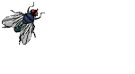 fly.gif (25937 bytes)